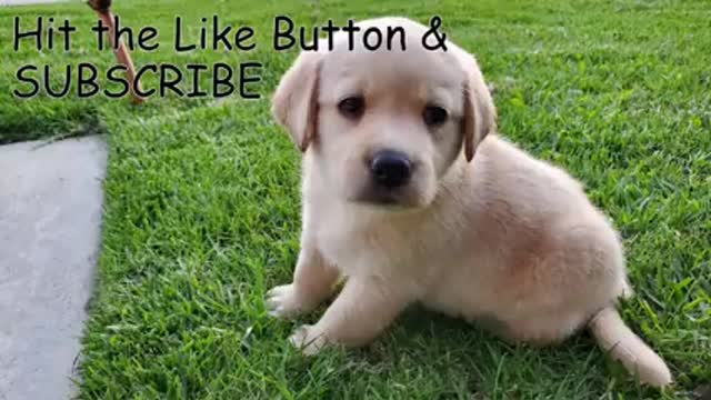 Labrador Puppy Learning and Performing Training Commands | Dog Showing All Training Skills