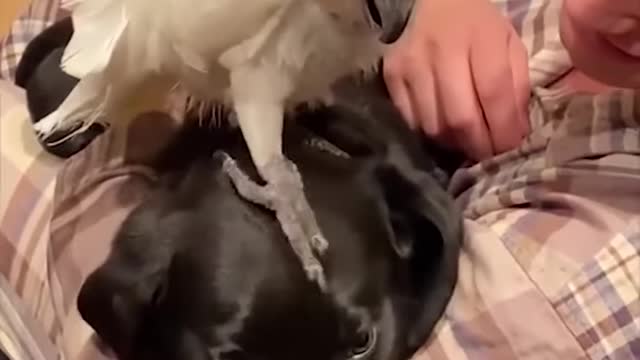 Super Funny dog video