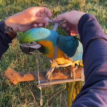 Parrot training How to put or use a harness on your parrot