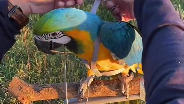 Parrot training How to put or use a harness on your parrot