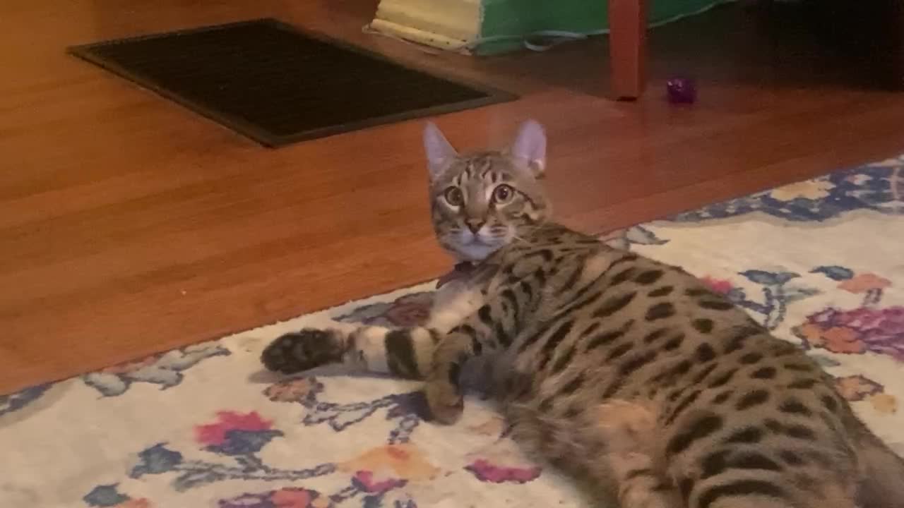 Klaus the Bengal