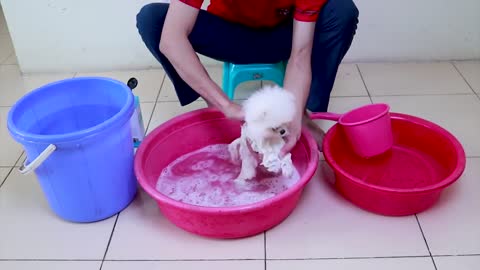 First Cute Pomeranian Puppy Bath | White Doge | Dogs Puppy Funny