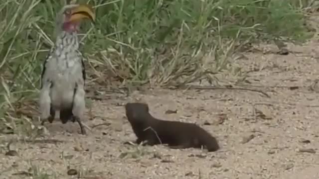 Mongoose behaviours