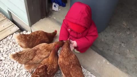 Chicken beby and beby fanny video