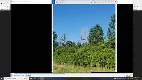 Dead trees due to the chemtrails