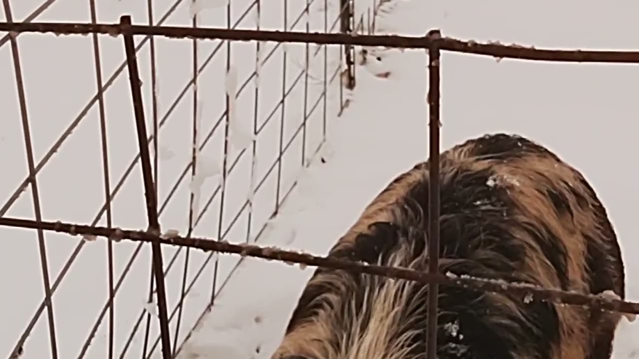 Feeding hogs on our farm
