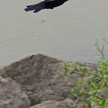 Raven flies over the water in slow motion.