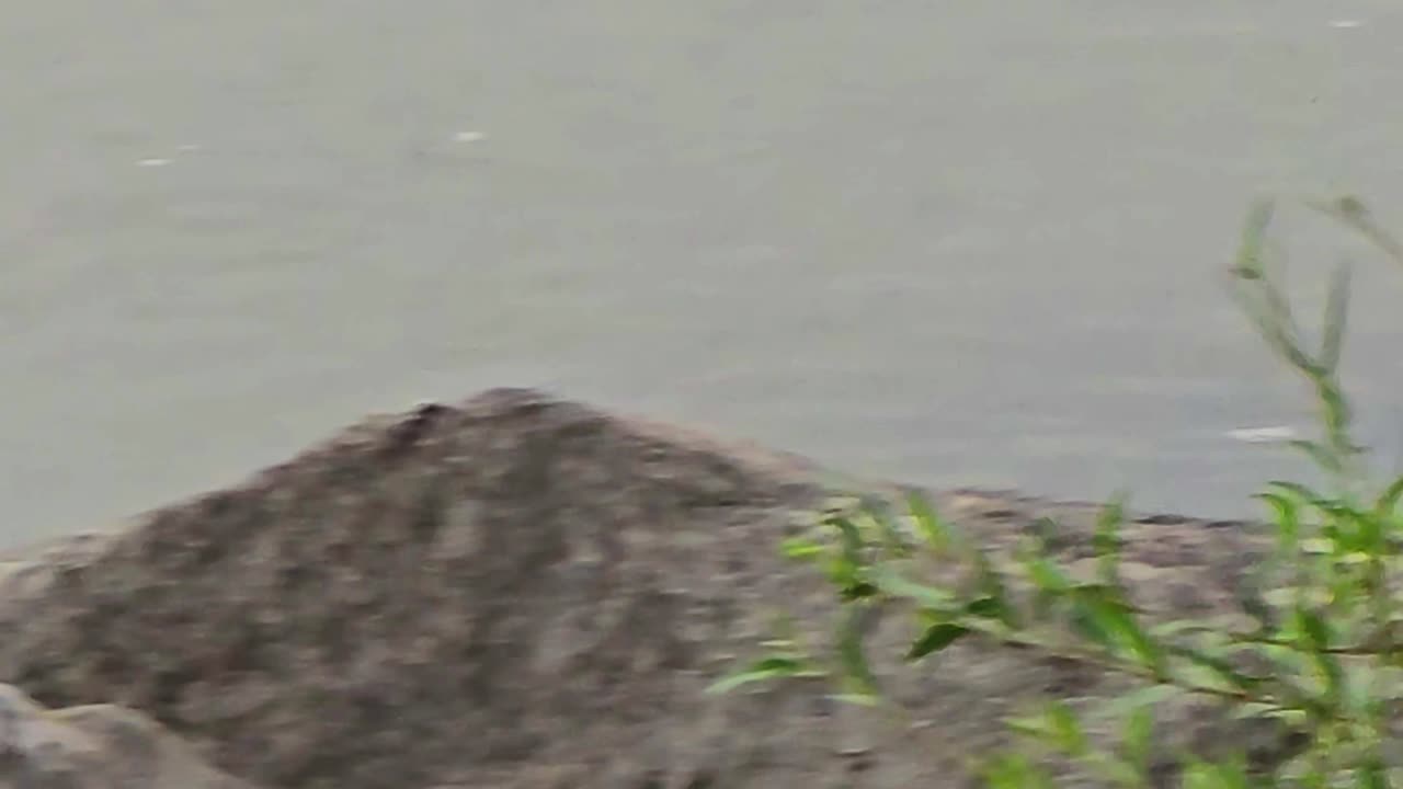 Raven flies over the water in slow motion.