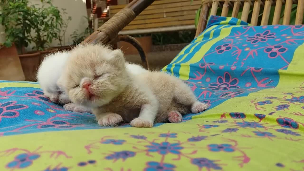 Riko and Manami - Cat paradise