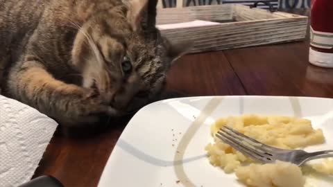 Funny cats 😻😹😹😹😹😹