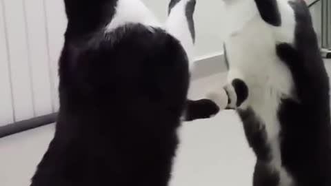 Cat and Mirror Watch till the End