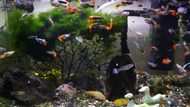 Aquarium story