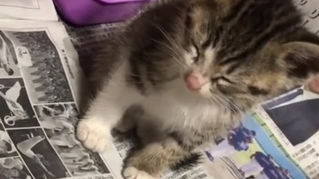 Watch a little kitten fall from sleep😁🤣