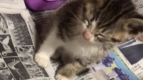 Watch a little kitten fall from sleep😁🤣