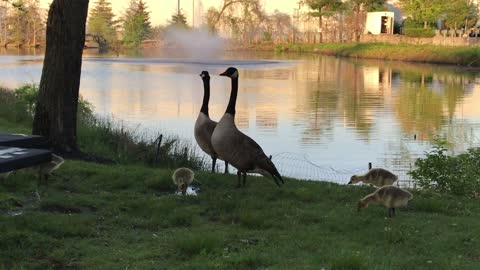 Cute ducklings playing by the pond 1