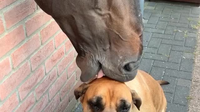 Horse Has a Nibble on Dog's Head