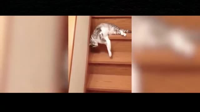 This cat is so sleepy that he has to lie down even when he goes downstairs