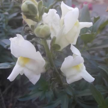 Snapdragon