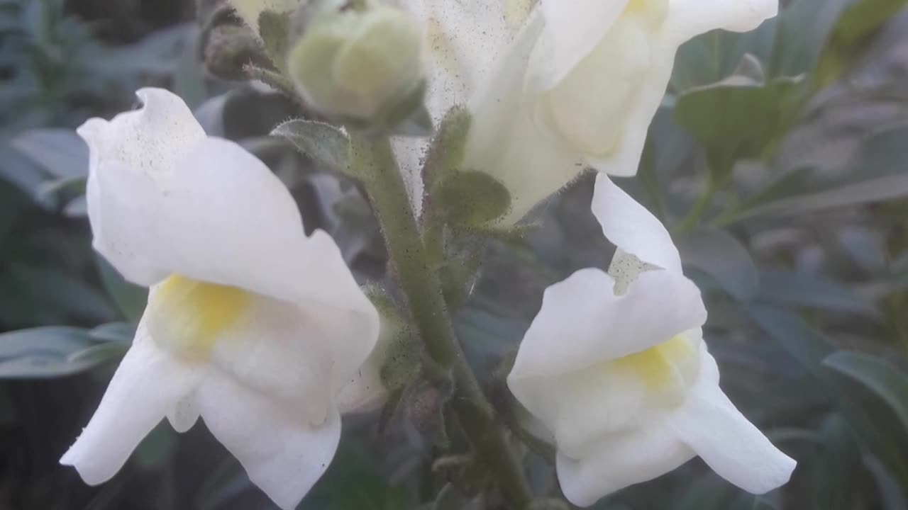 Snapdragon