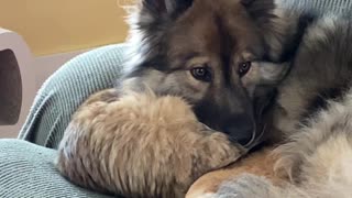 Siberian Cat enjoys cozy cuddle time with the family dog