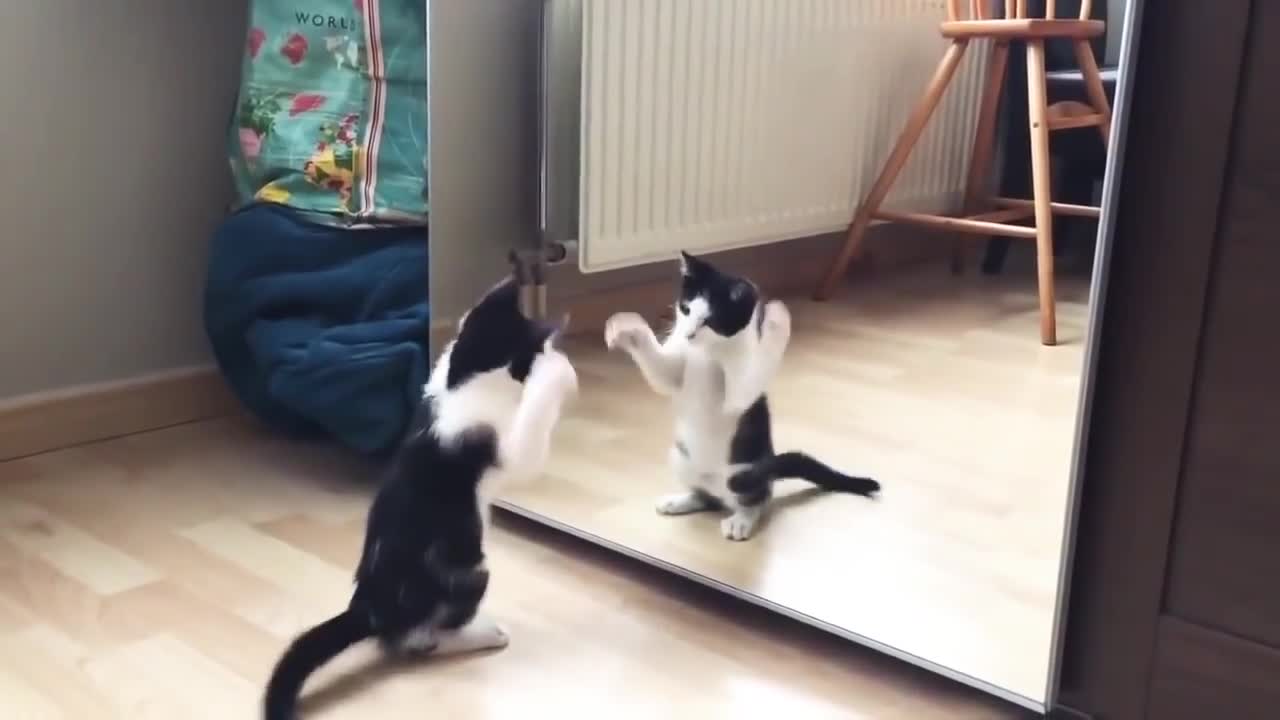 Funny Video Cat and mirror