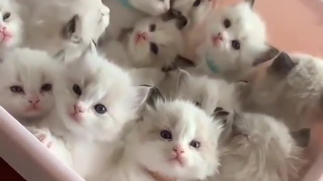 Lovely kitten😘