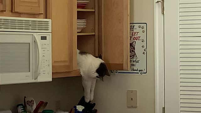 Cat Plays With Cutlery From The Cupboard