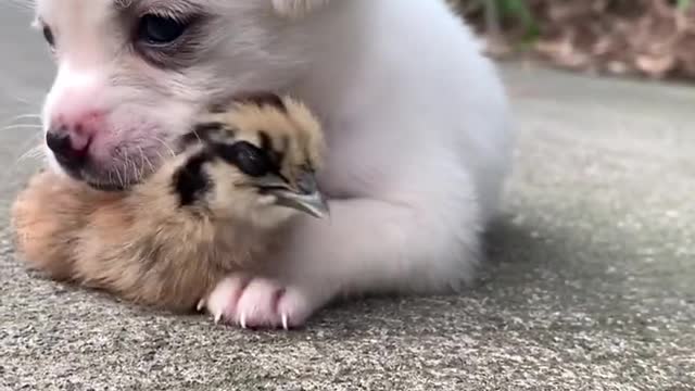 Are worried that puppies will eat chicks like this