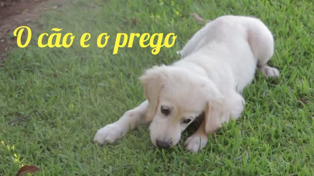 O cão e o prego