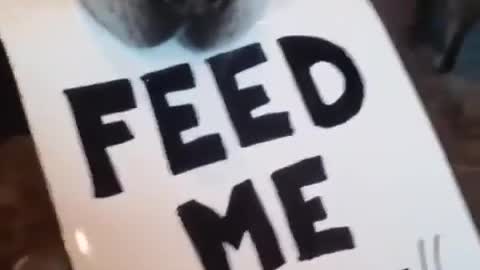 funny dog feed me