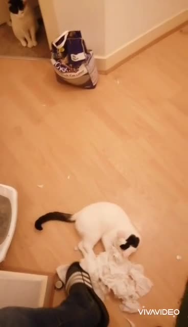 Mischieveous cat having Fun