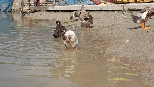 Duck take bath in river,