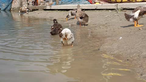 Duck take bath in river,