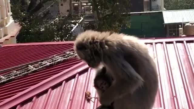 Funny animals!!