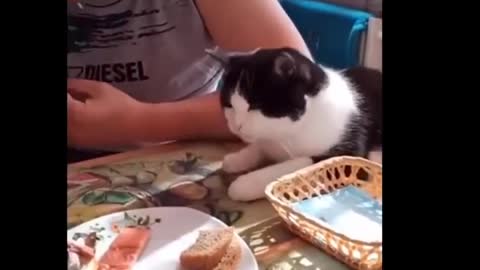 TRY NOT TO LAUGH WATCH UNTIL THE END