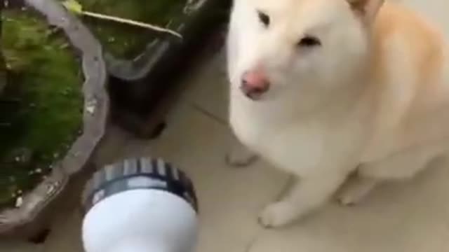 Funny dog video