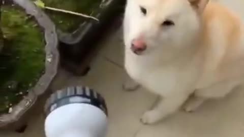 Funny dog video