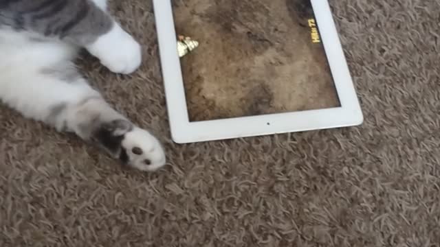 Tink attacking the iPad 031922 1500