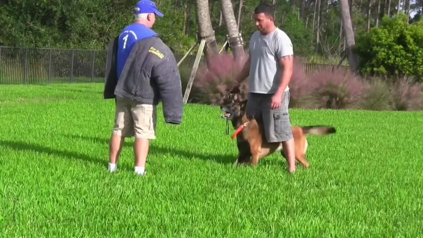 Dog, Dog Training, Dog's Obedience, Dog Aggressive Video