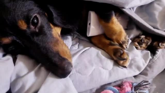 Dachshund Roa doesn't want to give me the remote control.