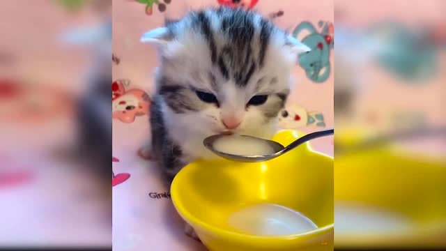 SO Cute Cat Baby Drinking milk First