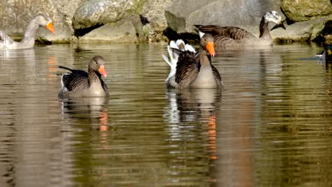 Swimming Goose n the Lake