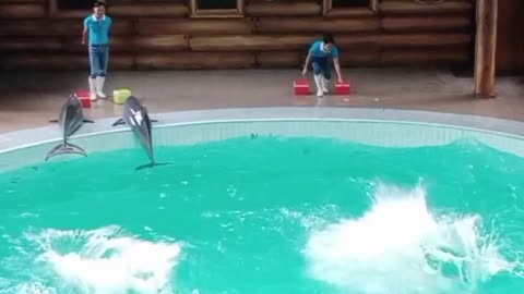 dolphin acrobatic