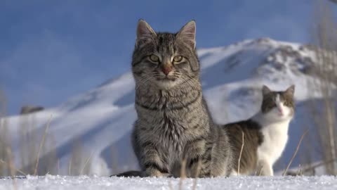 The cat is in the snow