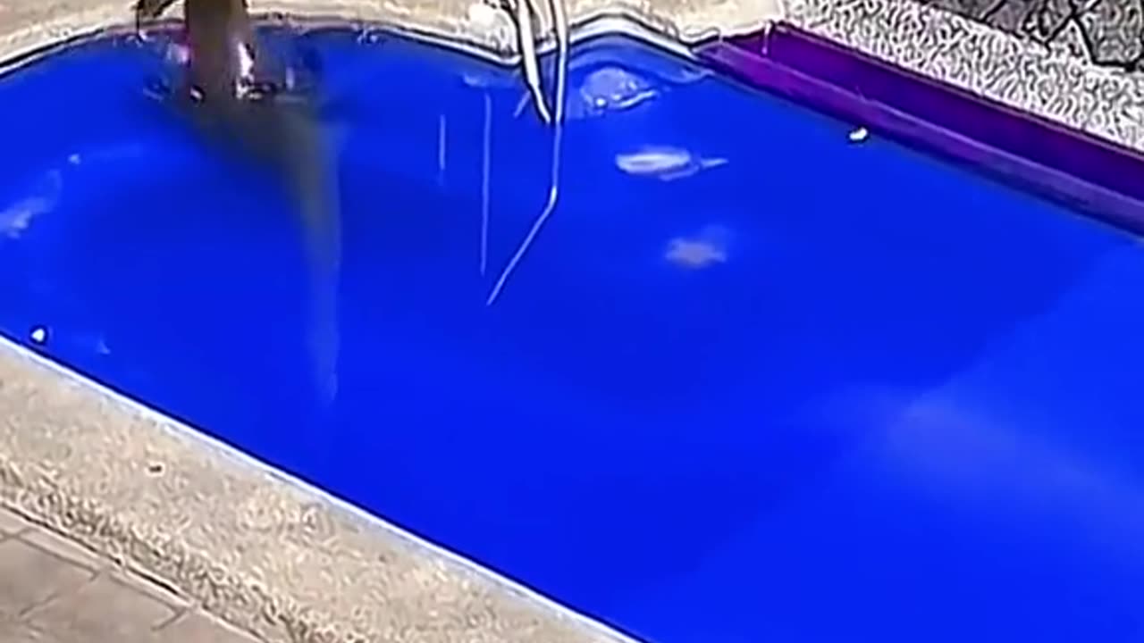 Funny animals 😂😂😂