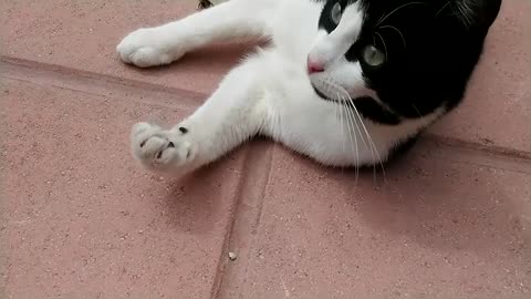 Cats Playing With A Bee