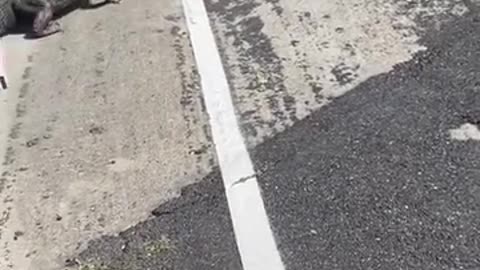 News Break: Gator Whisperer