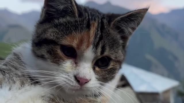 Sweet Dalmatian puppy meets gentle & loving cat