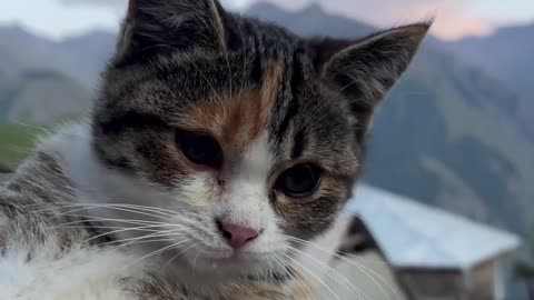 Sweet Dalmatian puppy meets gentle & loving cat