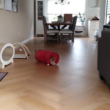 Cat Has Fun Playing The "Tunnel" Game